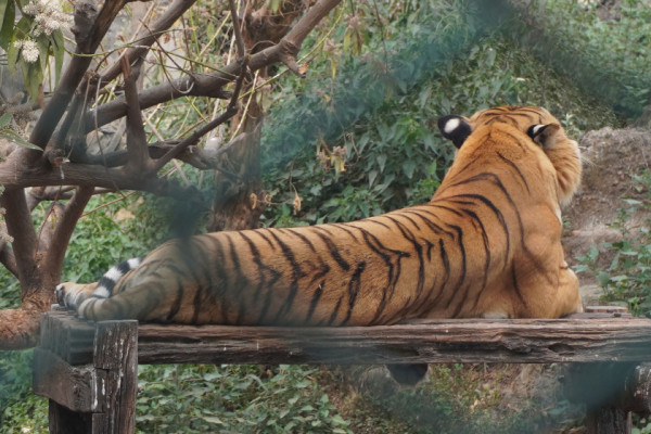 जावलाखेल चिडियाखानामा ११२ प्रजातिका जीवजन्तु